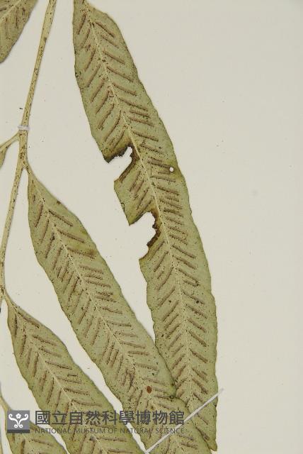 南海鐵角蕨藏品圖，第5張