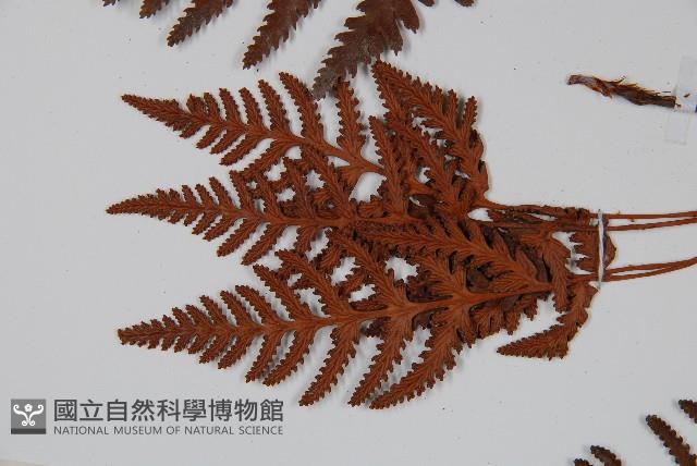 陰石蕨藏品圖，第5張