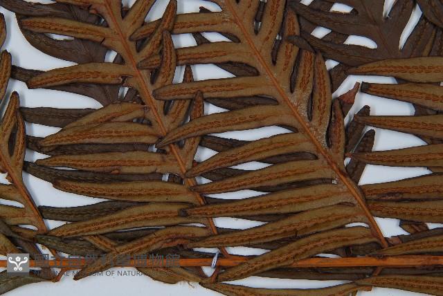 臺灣狗脊蕨藏品圖，第4張