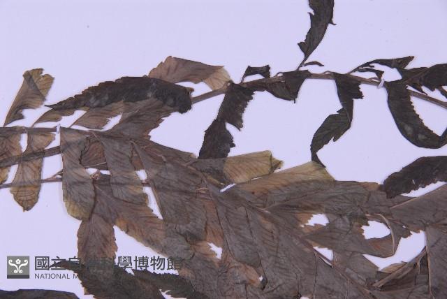 綠柄剪葉鐵角蕨藏品圖，第5張