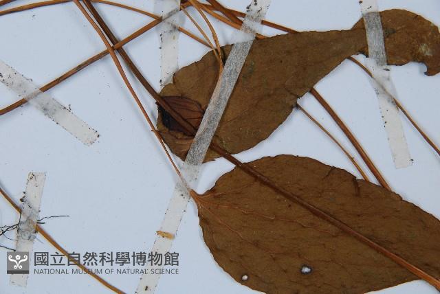 燕尾蕨藏品圖，第5張