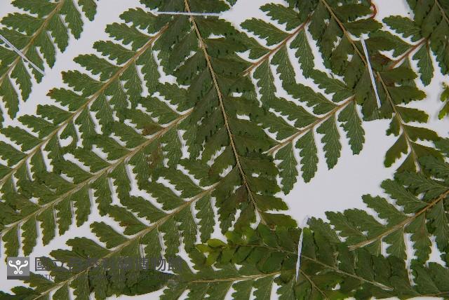 熱帶鱗蓋蕨藏品圖，第5張