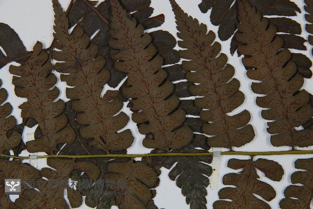 德氏雙蓋蕨藏品圖，第5張