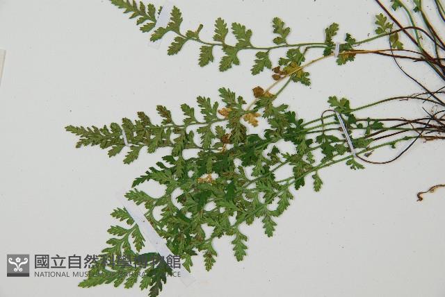 小鐵角蕨藏品圖，第5張