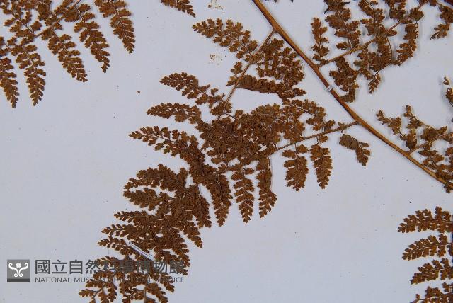稀子蕨藏品圖，第5張