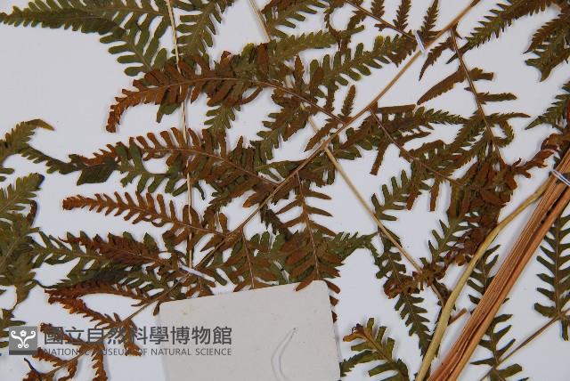 日本蹄蓋蕨藏品圖，第5張