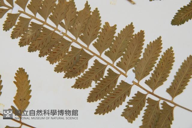 鈍齒鐵角蕨藏品圖，第5張