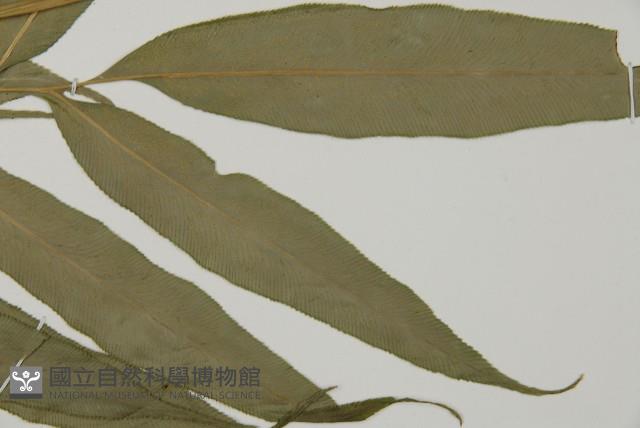 日本鳳丫蕨藏品圖，第5張