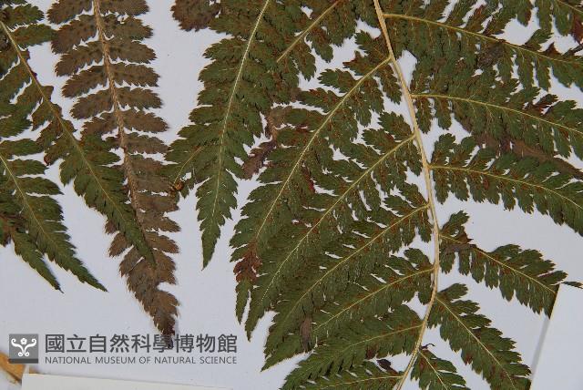 登錄號:P003908藏品圖，第5張