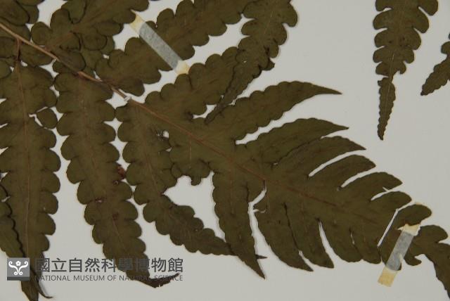 網脈突齒蕨藏品圖，第5張