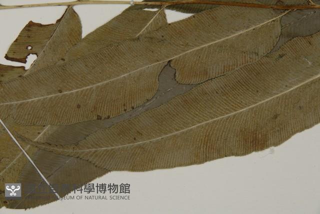 登錄號:P005708藏品圖，第5張