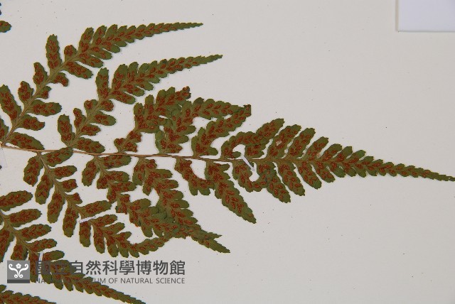 阿里山蹄蓋蕨藏品圖，第5張