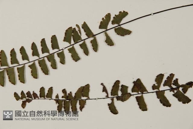 Accession Number:P000008 Collection Image, Figure 5, Total 5 Figures