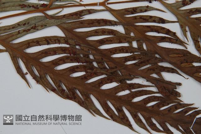 臺灣狗脊蕨藏品圖，第4張