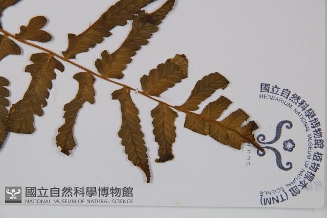 東洋蹄蓋蕨藏品圖，第5張