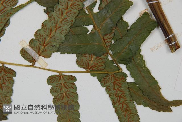 毛柄短腸蕨藏品圖，第5張