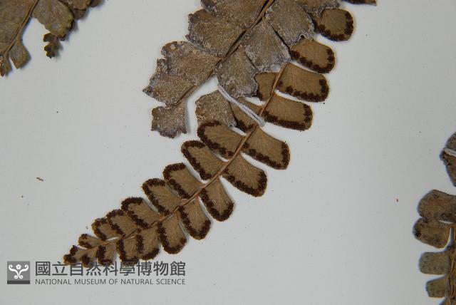 登錄號:P012608藏品圖，第5張