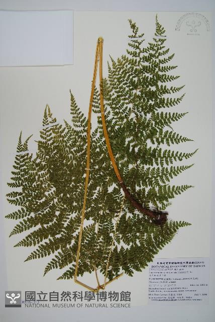 毛苞擬複葉耳蕨藏品圖，第5張