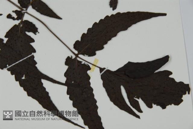 三叉蕨藏品圖，第5張
