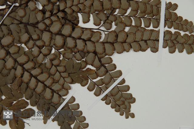 扇葉鐵線蕨藏品圖，第4張