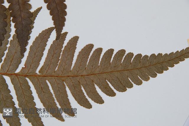 韓氏黑桫欏藏品圖，第5張