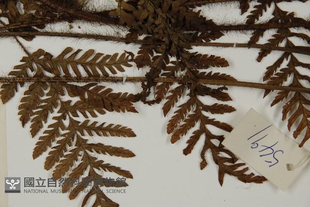 海南肋毛蕨藏品圖，第5張