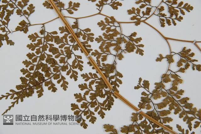 彎柄假複葉耳蕨藏品圖，第5張