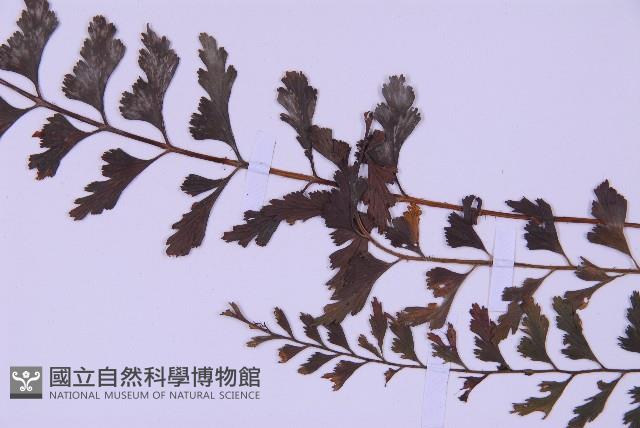 斜葉鐵角蕨藏品圖，第5張