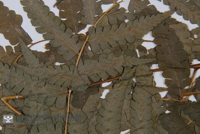 淡綠短腸蕨藏品圖，第5張