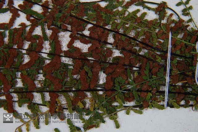 雲南鐵角蕨藏品圖，第5張