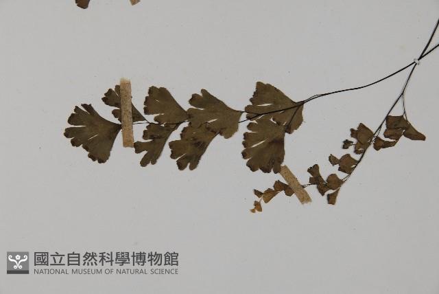 鐵線蕨藏品圖，第5張