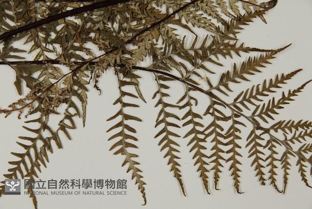 Silver fern Collection Image, Figure 5, Total 5 Figures