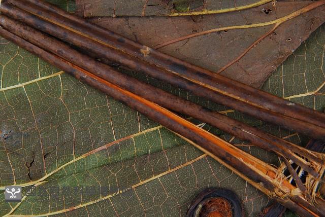 雙扇蕨藏品圖，第5張