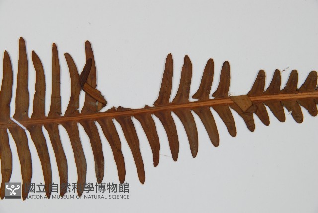 登錄號:P005718藏品圖，第5張