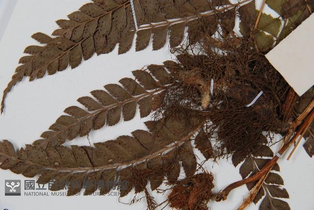 斜方複葉耳蕨藏品圖，第5張