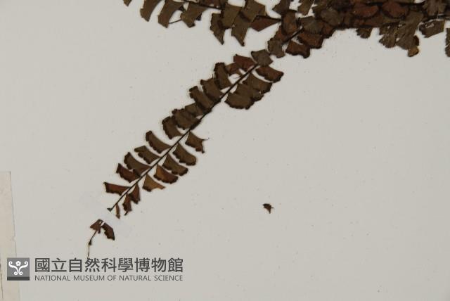 鞭葉鐵線蕨藏品圖，第5張