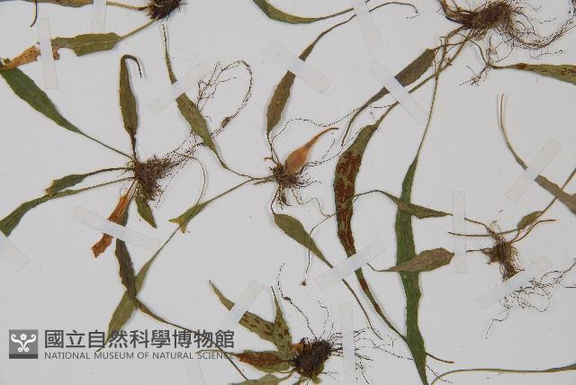 過山蕨藏品圖，第5張