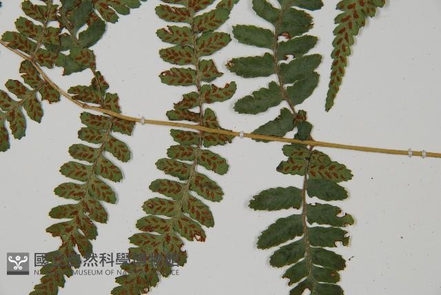 阿里山蹄蓋蕨藏品圖，第8張