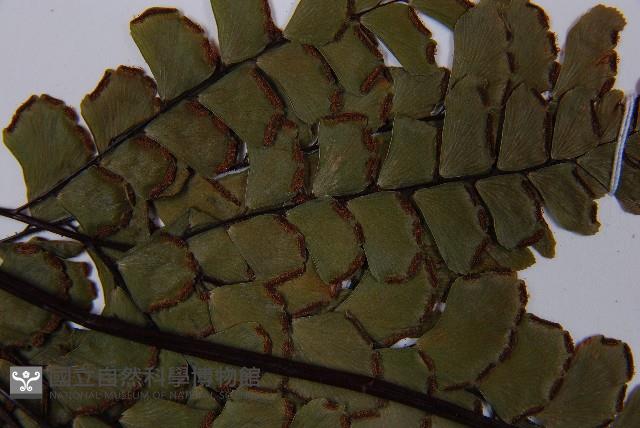 扇葉鐵線蕨藏品圖，第5張