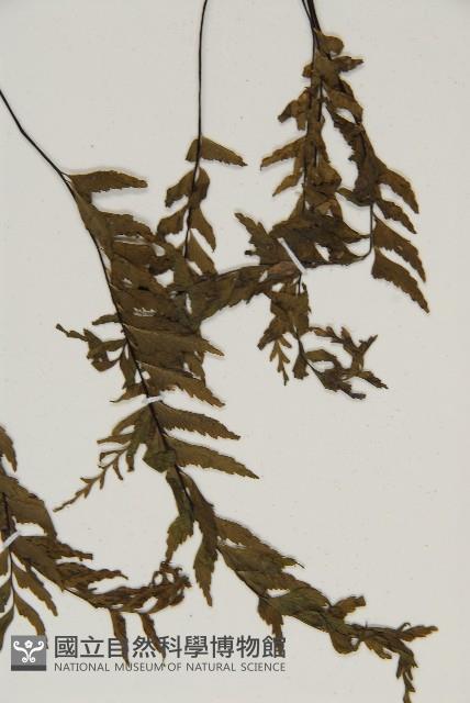 剪葉鐵角蕨藏品圖，第5張