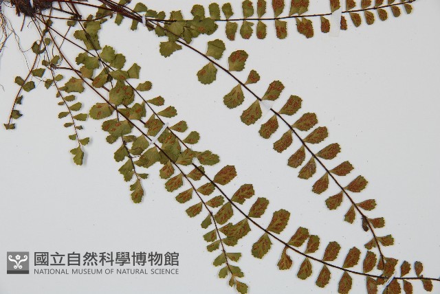 鐵角蕨藏品圖，第5張