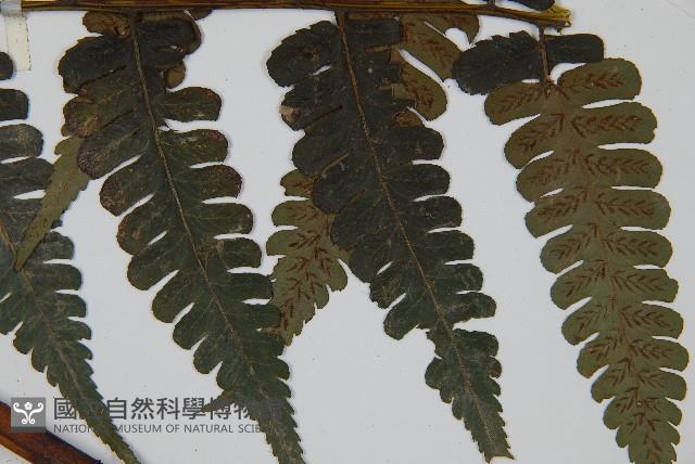 德氏雙蓋蕨藏品圖，第5張