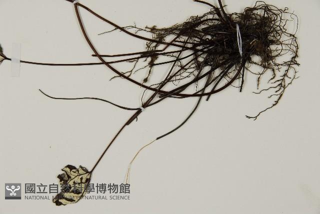 銀粉背蕨藏品圖，第5張