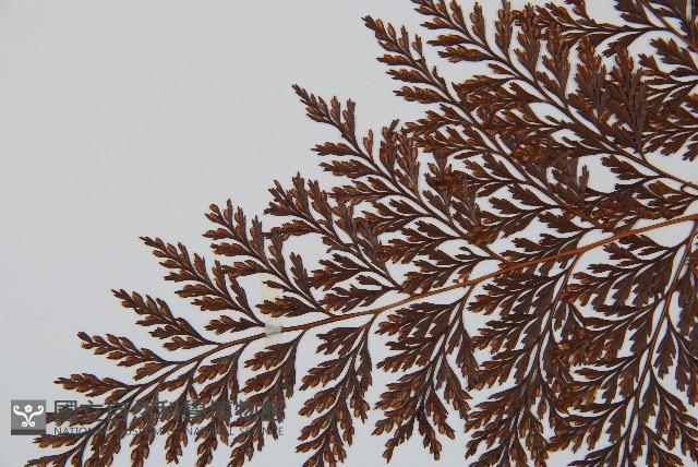 海州骨碎補藏品圖，第5張