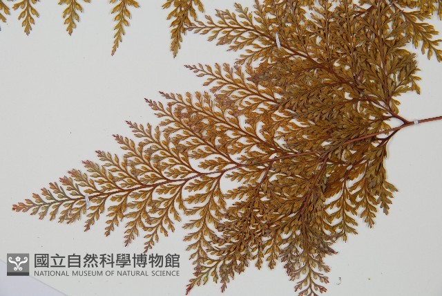 海州骨碎補藏品圖，第5張