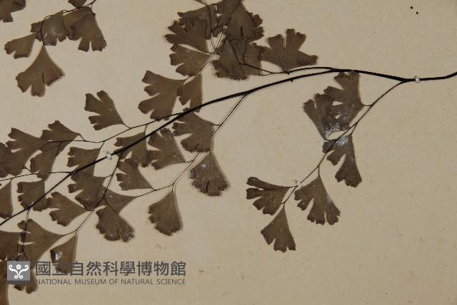 鐵線蕨藏品圖，第5張