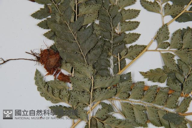 斜方複葉耳蕨藏品圖，第4張