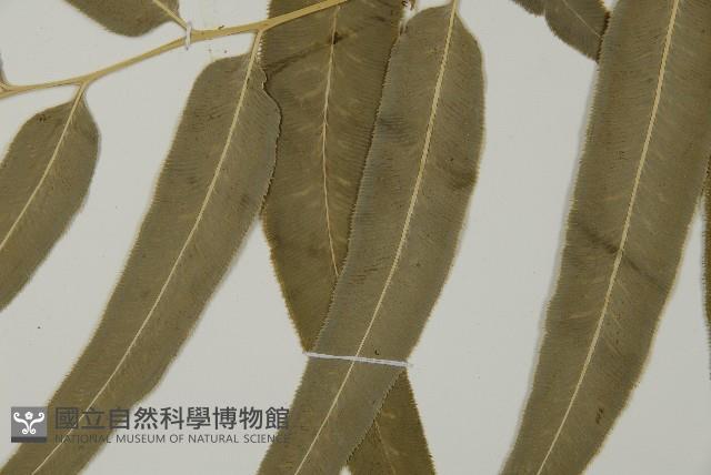 華鳳丫蕨藏品圖，第5張