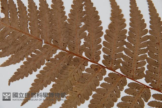 韓氏桫欏藏品圖，第5張