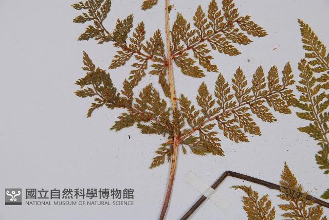 宿枝小膜蓋蕨藏品圖，第5張